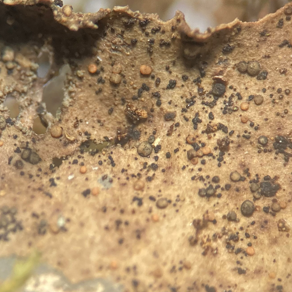 Scutula miliaris