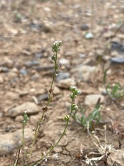 Plagiobothrys greenei