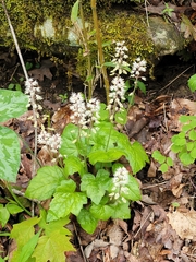 Tiarella wherryi