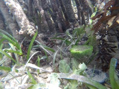 Crassostrea rhizophorae