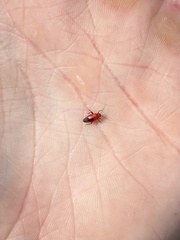 Tropidosteptes cardinalis