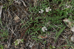 Lomatium geyeri