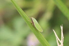 Draeculacephala constricta