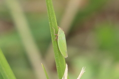 Draeculacephala constricta