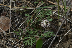 Lomatium geyeri