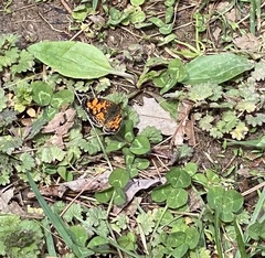 Phyciodes cocyta incognitus
