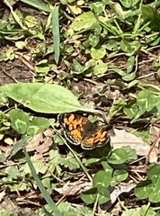 Phyciodes cocyta incognitus