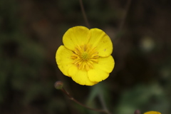 Ranunculus bupleuroides
