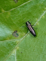 Agrilaxia flavimana