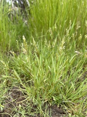 Anthoxanthum aristatum