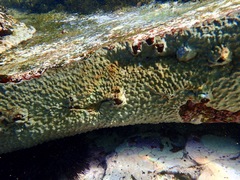 Chondrilla nucula