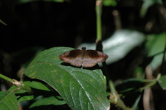 Anastrus neaeris
