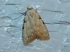 Nola triquetrana