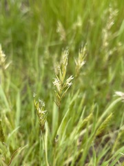 Anthoxanthum aristatum