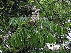 Bretschneidera sinensis