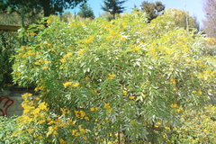 Senna corymbosa