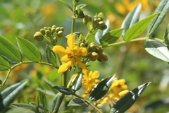 Senna corymbosa