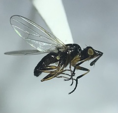 Prochyliza xanthostoma