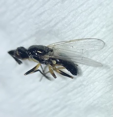 Prochyliza xanthostoma