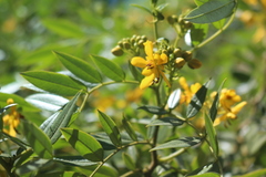 Senna corymbosa