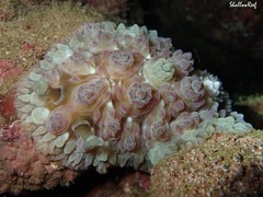 Dendrodoris tuberculosa