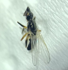 Prochyliza xanthostoma