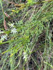 Symphionema paludosum