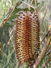 Banksia paludosa