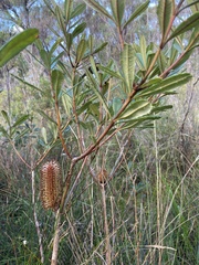 Banksia paludosa