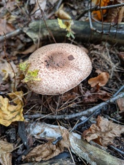 Agaricus depauperatus