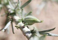 Gnorimoschema octomaculella