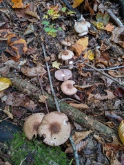 Agaricus depauperatus