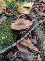 Agaricus depauperatus