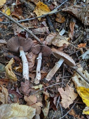 Agaricus depauperatus