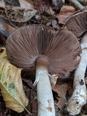 Agaricus depauperatus
