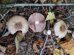 Agaricus depauperatus
