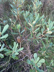 Banksia paludosa