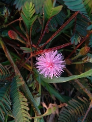 Mimosa pudica