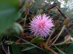 Mimosa pudica