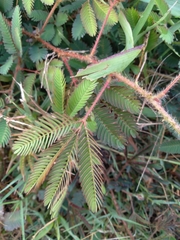 Mimosa pudica