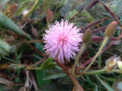 Mimosa pudica