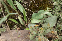 Ranunculus bupleuroides
