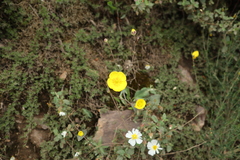 Ranunculus bupleuroides