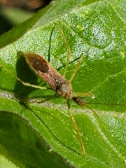 Zelus renardii