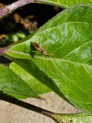 Zelus renardii