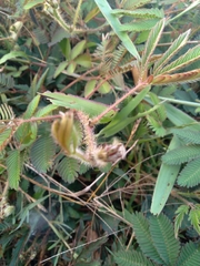 Mimosa pudica