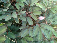 Mimosa pudica