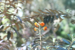 Buddleja coriacea