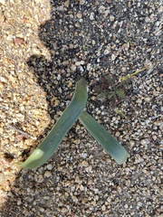 Hesperocallis undulata