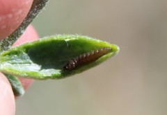 Gnorimoschema octomaculella